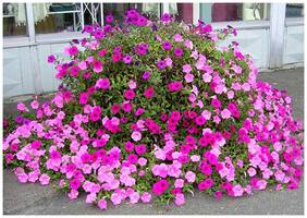 Flower Seeds : Petunia Rose Pinky Flower Flower Seeds Semi Indoor Suitable Garden [Home Garden Seeds Eco Pack] Plant Seeds By Creative Farmer