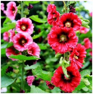 Flower Seeds : Hollyhock Majorette Doppio Mixed Flower Seed Oxygen Generating Plants Seeds Garden [Home Garden Seeds Eco Pack] Plant Seeds By Creative Farmer