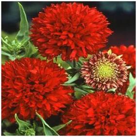 Flower Seeds : Gaillardia-Aristata Real Blooming Rare Seeds Garden [Home Garden Seeds Eco Pack] Plant Seeds By Creative Farmer