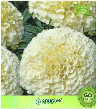 Flower Seeds : Marigold Seeds Rare White Premium Kitchen Garden Plant Seeds