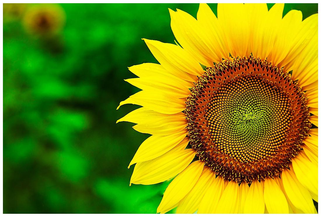 https://assetscdn1.paytm.com/images/catalog/product/H/HO/HOMFLOWER-SEEDSCREA887472DA88A42/1563102300480_1..jpg