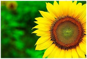 Flower Seeds : Sun Fortune Sun Flower Seeds 60 Days Garden Hedge Garden [Home Garden Seeds Eco Pack] Plant Seeds By Creative Farmer