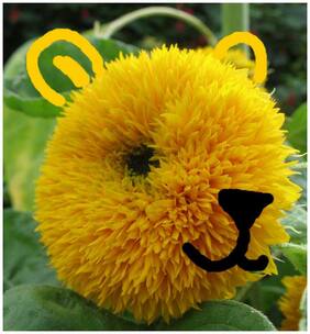 Flower Seeds : Sooryakanthi Teddy Home Gardening Seeds Flower Seeds For Autumn Sowing Garden [Home Garden Seeds Eco Pack] Plant Seeds By Creative Farmer