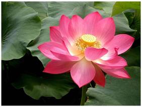 Flower Seeds : Indian Lotus Red Flower Nelumbo Nucifera Kamal/Sacred Water Lily Seeds 15 Seeds- Greenhouse Garden [Home Garden Seeds Eco Pack] Plant Seeds By Creative Farmer