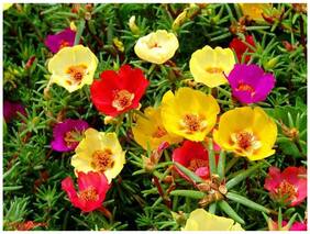 Flower Seeds : Hybrid Purslane Thrives Flower Seeds For Garden Balcony Garden [Home Garden Seeds Eco Pack] Plant Seeds By Creative Farmer