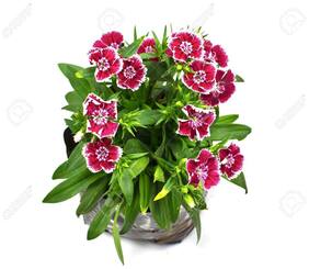 Flower Seeds : Dianthus-Baby Doll Garden Mix Seeds For Plants Seeds For Balcony Garden [Home Garden Seeds Eco Pack] Plant Seeds By Creative Farmer