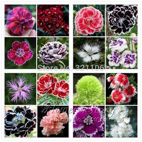 Flower Seeds : Dianthus-Baby Doll Flower Seeds For Winter - Garden Flower Seeds Pack by Creative Farmer