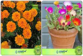 Flower Seeds : Flower Seeds For Containers Combo Marigold- Orange