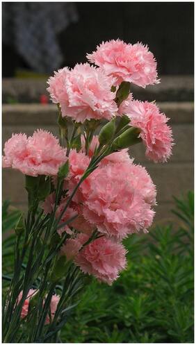 Flower Seeds : Dianthus Carnation Seeds Real Blooming Rare Seeds Garden [Home Garden Seeds Eco Pack] Plant Seeds By Creative Farmer