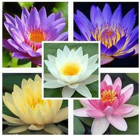 Flower Seeds : Lotus Flower Seeds Mixed Colour 15 Seeds- Plants Seeds For Balcony Garden [Home Garden Seeds Eco Pack] Plant Seeds By Creative Farmer