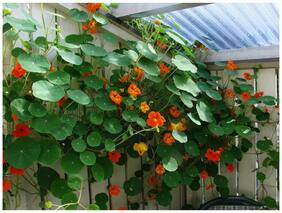 Flower Seeds : Nasturtium Jewel Mixture Flower Seeds Borders And Hedges Garden [Home Garden Seeds Eco Pack] Plant Seeds By Creative Farmer