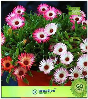 Flower Seeds In Summer : Pot Premium Kitchen Garden Plant Seeds
