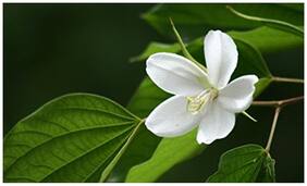 Flower Seeds : Bauhinia Racemosa Plant Seeds Terrace Garden Flower For Terrace Gardening Garden [Home Garden Seeds Eco Pack] Plant Seeds By Creative Farmer