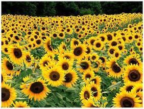 Flower Seeds : Helianthus Annuus Sunflower Skyscraper Hybrid Seeds Greenary Plants Garden [Home Garden Seeds Eco Pack] Plant Seeds By Creative Farmer