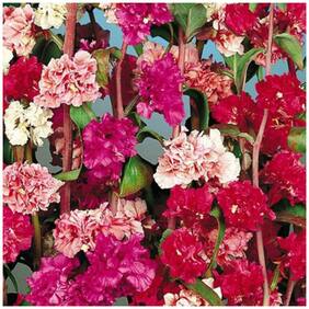 Flower Seeds : Garland Flower Seeds For Basket Outdoor Plants Seeds Garden [Home Garden Seeds Eco Pack] Plant Seeds By Creative Farmer