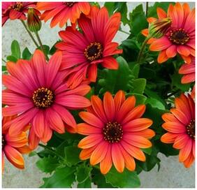 Flower Seeds : Orange Cape Daisy Plant Flowers Real Blooming Rare Seeds Garden [Home Garden Seeds Eco Pack] Plant Seeds By Creative Farmer