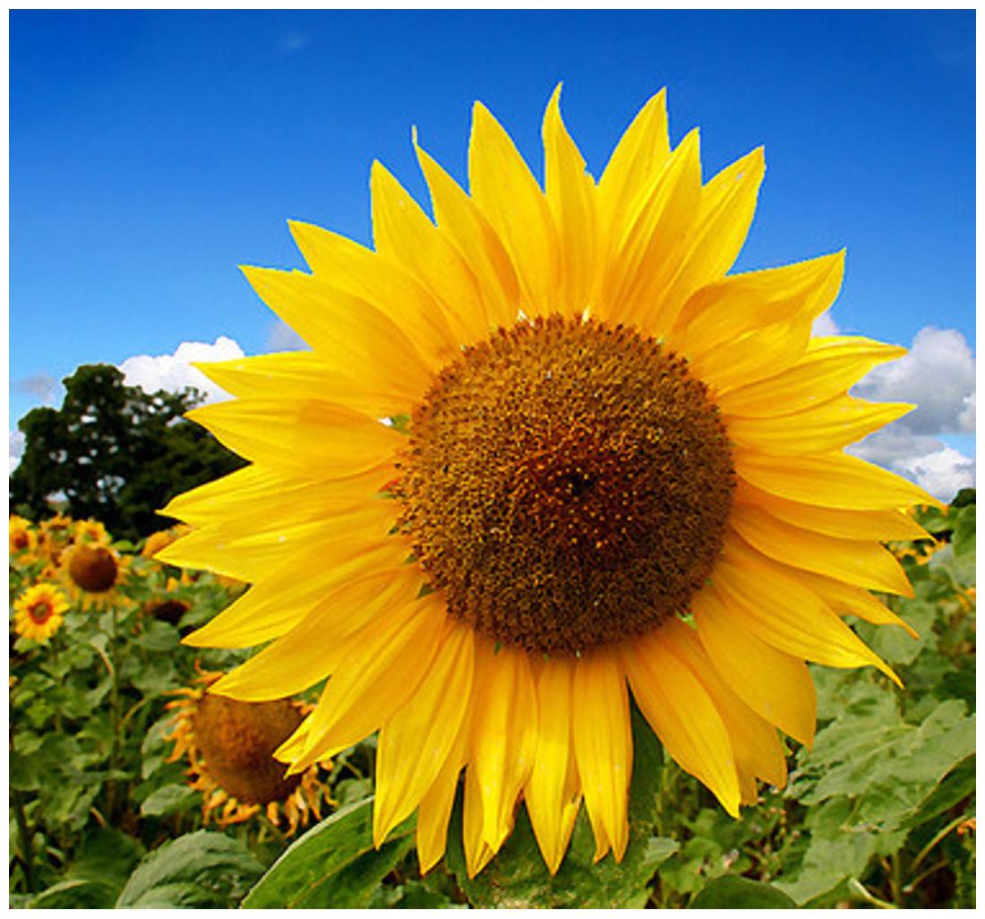 https://assetscdn1.paytm.com/images/catalog/product/H/HO/HOMFLOWER-SEEDSCREA8874734172A86/1563111483335_1..jpg