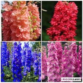 Flower Seeds : Larkspur-Giant Imperial Mix Hanging Flower Seeds Air Purifier Garden [Home Garden Seeds Eco Pack] Plant Seeds By Creative Farmer