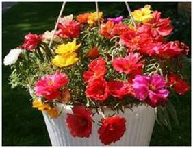 Flower Seeds : Sun Plant Flower Seeds Winter Flower Seeds For Office Garden [Home Garden Seeds Eco Pack] Plant Seeds By Creative Farmer