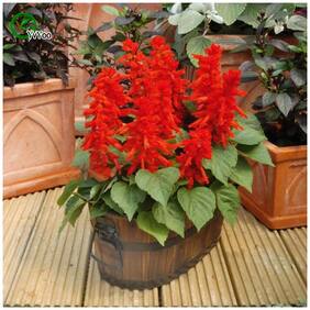 Flower Seeds : Salvia Splendens F1 Mixed Flower Seeds Packets Winter Kitchen Garden Hybrid Seeds Garden [Home Garden Seeds Eco Pack] Plant Seeds By Creative Farmer
