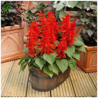 Flower Seeds : Salvia Splendens F1 Mixed Flower Seeds Packets Winter Kitchen Garden Hybrid Seeds Garden [Home Garden Seeds Eco Pack] Plant Seeds By Creative Farmer