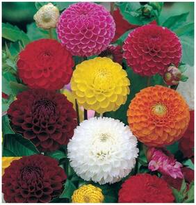 Flower Seeds : Long Lasting Flower Dahlia-Bambino Mixed Imported Seed Packet Garden [Home Garden Seeds Eco Pack] Plant Seeds By Creative Farmer