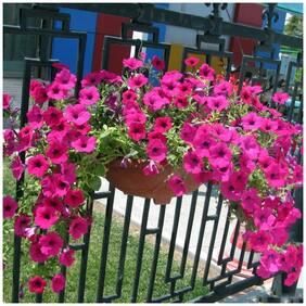 Flower Seeds : Petunia Grandiflora Pink -Rose Winter Flower Exotic Seeds Hybrid Seed Packet Garden [Home Garden Seeds Eco Pack] Plant Seeds By Creative Farmer