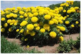 Flower Seeds : Marigold-Dhan Basanti Seeds Of Flower Garden [Home Garden Seeds Eco Pack] Plant Seeds By Creative Farmer