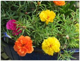 Flower Seeds : After Noon Flower Plant Garden Seeds For Home Garden Garden [Home Garden Seeds Eco Pack] Plant Seeds By Creative Farmer