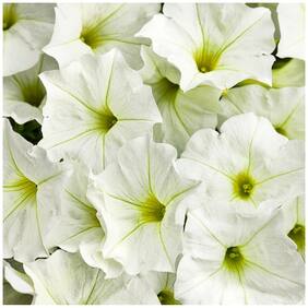 Flower Seeds : Petunia White Hanging Variety Flower Seeds Hanging Organic Garden Garden [Home Garden Seeds Eco Pack] Plant Seeds By Creative Farmer