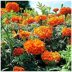 Flower Seeds : African Marigold Flower Seeds - Orange Flower Seeds - For Potsby Creative Farmer