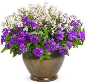 Flower Seeds : Verbena Honey Plant Blue Garden Flower Seeds Sweet Smelling Garden [Home Garden Seeds Eco Pack] Plant Seeds By Creative Farmer