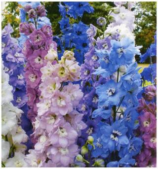 Flower Seeds : Larkspur Buttercup Family Gardening Seeds Garden [Home Garden Seeds Eco Pack] Plant Seeds By Creative Farmer