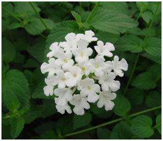 Flower Seeds : Simpler'S Joy Mix White Organic Garden [Home Garden Seeds Eco Pack] Plant Seeds By Creative Farmer