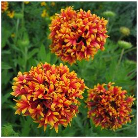 Flower Seeds : Gaillardia Pulchella Double Mixed Plant Seeds Of Flowers Garden [Home Garden Seeds Eco Pack] Plant Seeds By Creative Farmer