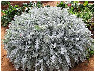 Flower Seeds : Cineraria-Silver Dust Seeds Rooftop Garden [Home Garden Seeds Eco Pack] Plant Seeds By Creative Farmer
