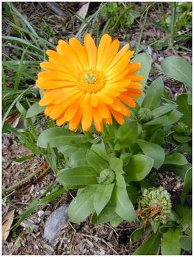 Flower Seeds : Genda Pot Marigold Mixed Hybrid Seeds For Terrace Garden Outdoor Plant Seed Garden [Home Garden Seeds Eco Pack] Plant Seeds By Creative Farmer