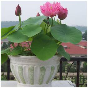 Flower Seeds : Light Pink Bowl Lotus Seeds Garden 15 Seeds- Flower Seeds Of Winter Garden [Home Garden Seeds Eco Pack] Plant Seeds By Creative Farmer