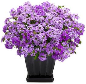 Flower Seeds : Simpler'S Joy Mix Blue Flower Seed Growing Native Flower Seeds Garden [Home Garden Seeds Eco Pack] Plant Seeds By Creative Farmer