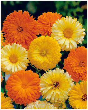 Flower Seeds : Pot Marigold Orange Seeds Flower Outside Sitting Room Garden [Home Garden Seeds Eco Pack] Plant Seeds By Creative Farmer