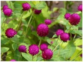 Flower Seeds : Gway Swan Gomphrena Flower Seeds Of Winter Season Seeds Flower Garden [Home Garden Seeds Eco Pack] Plant Seeds By Creative Farmer
