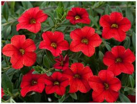 Flower Seeds : Petunia-Scarlet Red Seeds For Monsoon Winter Season Flower Plant Seeds Garden [Home Garden Seeds Eco Pack] Plant Seeds By Creative Farmer