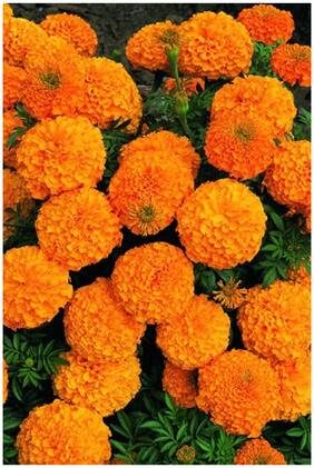 Flower Seeds : African Marigold Flower Seeds - Orange Colour Flower Seeds - Kitchen Garden Pack by Creative Farmer