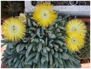 Flower Seeds : Ice Plant Yellow Seeds For Kitchen Garden Live Plant Seeds Garden [Home Garden Seeds Eco Pack] Plant Seeds By Creative Farmer