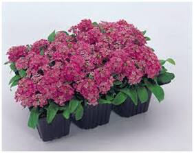 Flower Seeds : Sweet Alyssum Seeds For Kid Gardening Garden [Home Garden Seeds Eco Pack] Plant Seeds By Creative Farmer