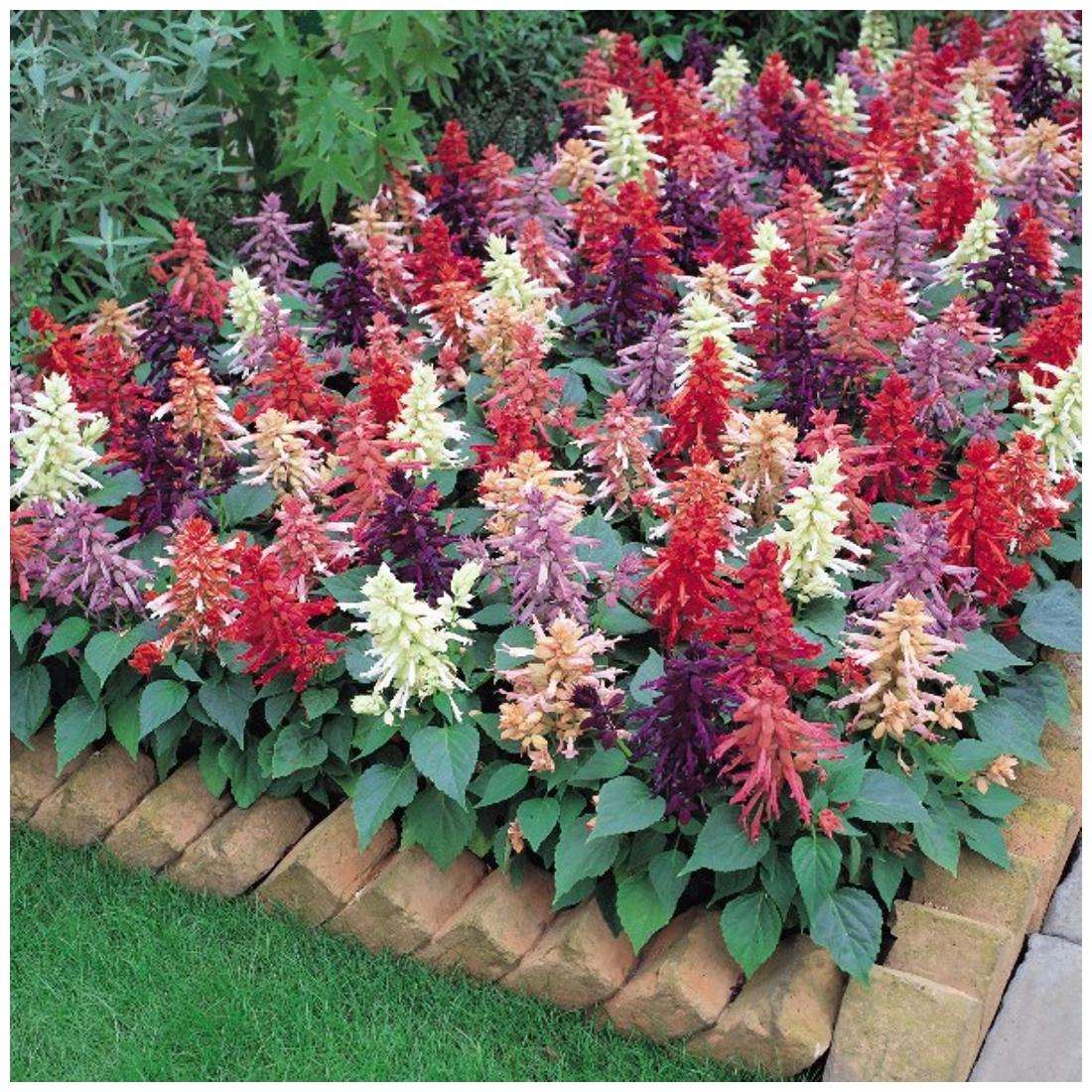 https://assetscdn1.paytm.com/images/catalog/product/H/HO/HOMFLOWER-SEEDSCREA8874743A0646/1563033715380_1..jpg