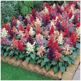 Flower Seeds : Open Pollinated Salvia Mixed Seeds Perfect For Terrace/ Balcony/Any Small Space Garden [Home Garden Seeds Eco Pack] Plant Seeds By Creative Farmer