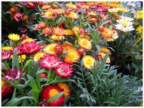 Flower Seeds : Paper Daisy Plant Seeds Flower Seeds - Garden Flower Seeds Pack by Creative Farmer