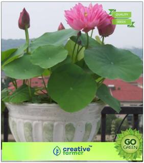 Flower Seeds Mixed : Hydroponic Plants Aquatic Plants Lotus Flower Seeds Premium Kitchen Garden Plant Seeds