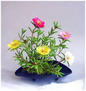 Flower Seeds : Portulaca Grandiflora Double Mix Flower Seeds Of Winter Garden [Home Garden Seeds Eco Pack] Plant Seeds By Creative Farmer